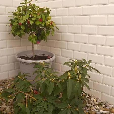 Appartement Burgo Flora 5